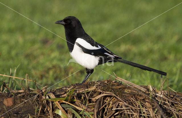 Black-billed Magpie (Pica pica)