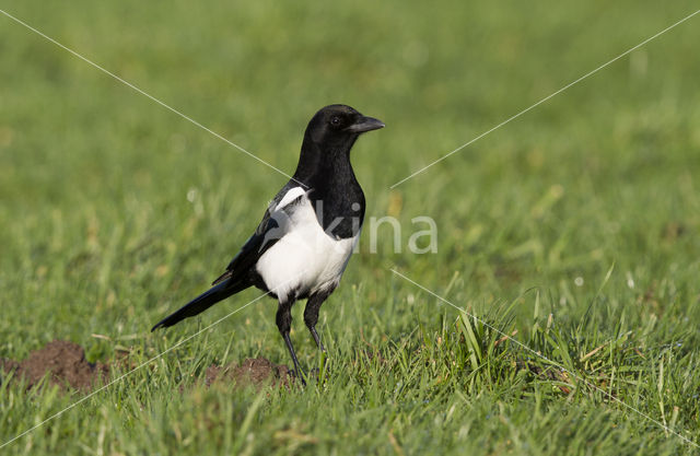 Black-billed Magpie (Pica pica)