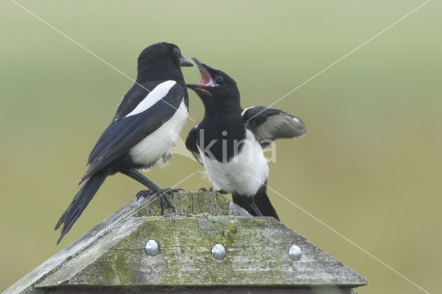 Black-billed Magpie (Pica pica)