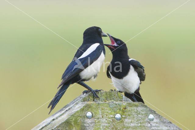 Black-billed Magpie (Pica pica)