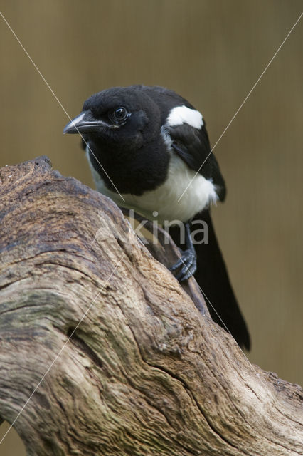 Black-billed Magpie (Pica pica)