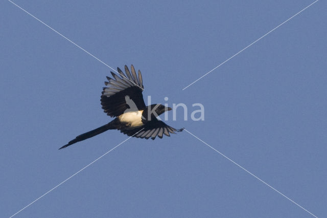 Black-billed Magpie (Pica pica)