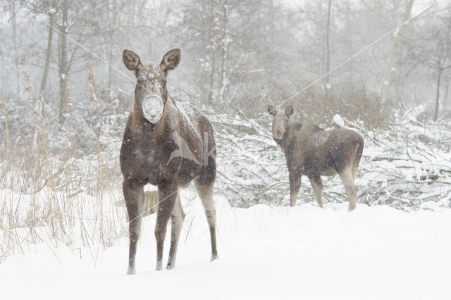 Eland (Alces alces)