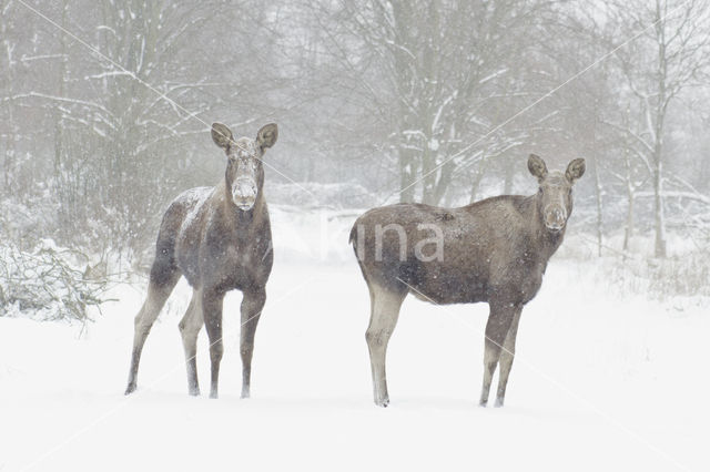 Eland (Alces alces)