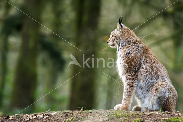 Euraziatische lynx (Lynx lynx)