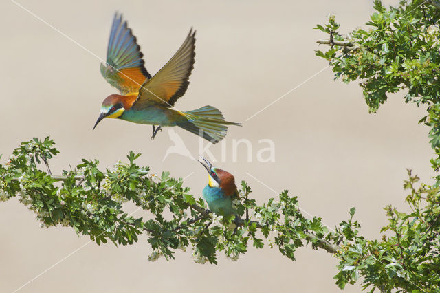European Bee-eater (Merops apiaster)