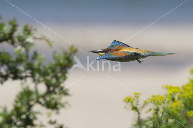 European Bee-eater (Merops apiaster)