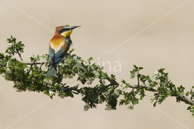 Europese Bijeneter (Merops apiaster)