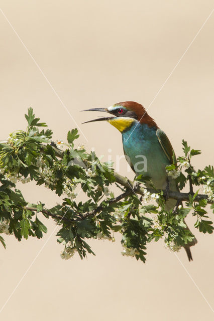 European Bee-eater (Merops apiaster)