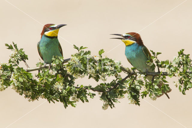 Europese Bijeneter (Merops apiaster)