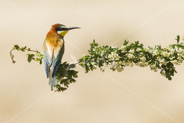 Europese Bijeneter (Merops apiaster)