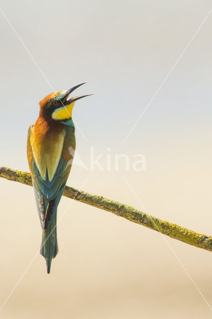 European Bee-eater (Merops apiaster)