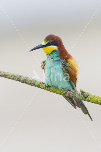 Europese Bijeneter (Merops apiaster)