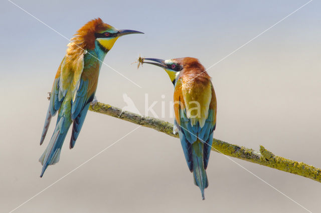 Europese Bijeneter (Merops apiaster)