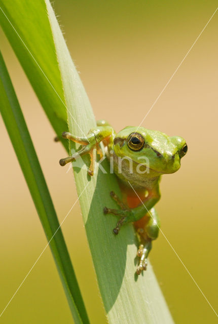 Europese boomkikker (Hyla arborea)