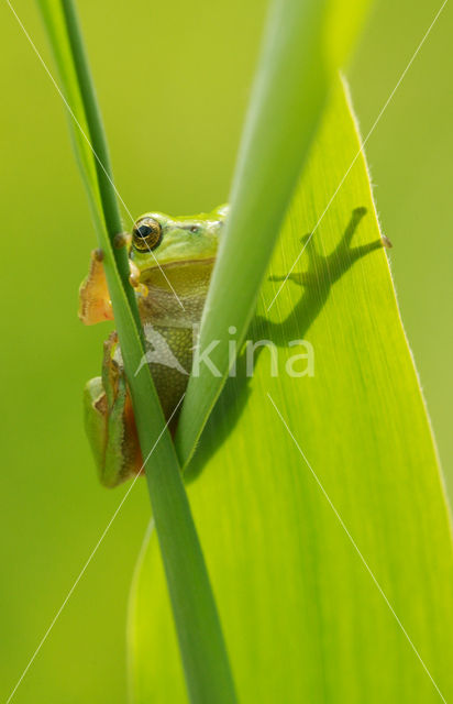 European Tree Frog (Hyla arborea)