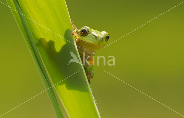 Europese boomkikker (Hyla arborea)