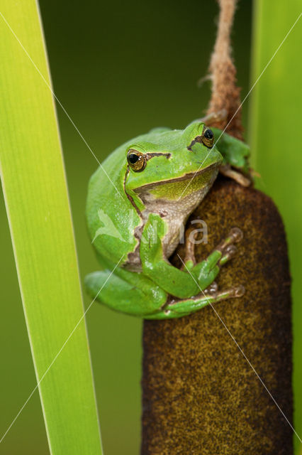 European Tree Frog (Hyla arborea)