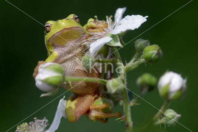 European Tree Frog (Hyla arborea)