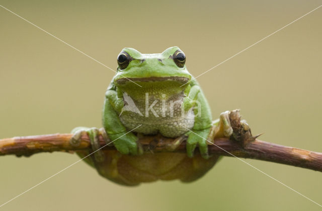 European Tree Frog (Hyla arborea)