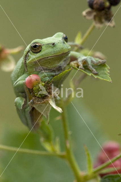 Europese boomkikker (Hyla arborea)