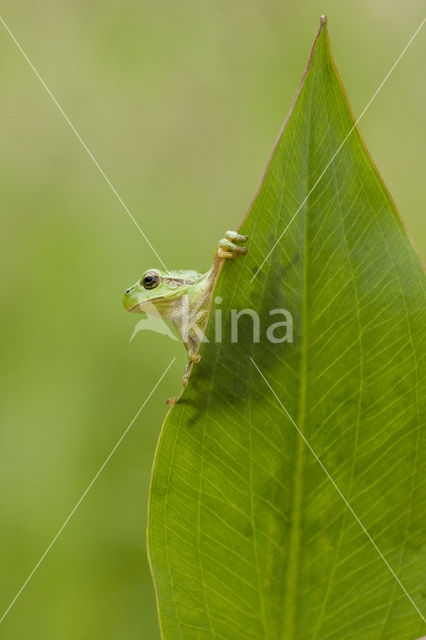 Europese boomkikker (Hyla arborea)