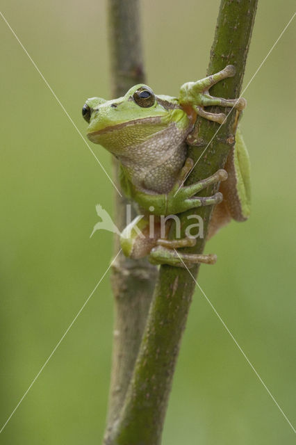 European Tree Frog (Hyla arborea)