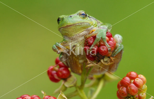 Europese boomkikker (Hyla arborea)