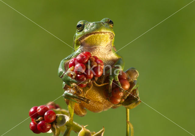 Europese boomkikker (Hyla arborea)