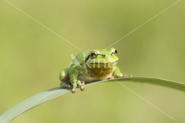 Europese boomkikker (Hyla arborea)