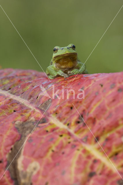 European Tree Frog (Hyla arborea)