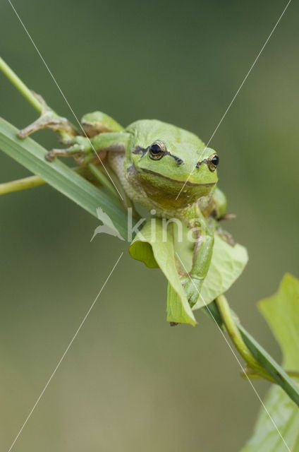 European Tree Frog (Hyla arborea)