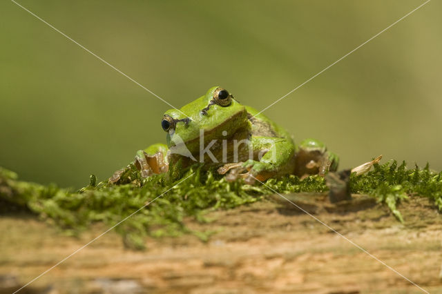 European Tree Frog (Hyla arborea)