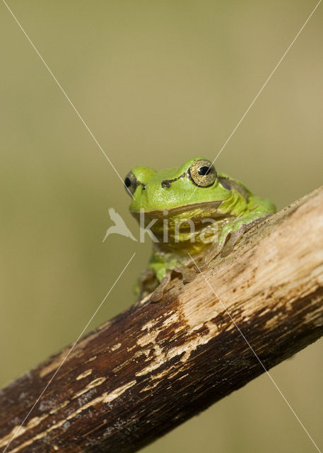 European Tree Frog (Hyla arborea)