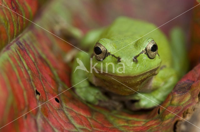 Europese boomkikker (Hyla arborea)