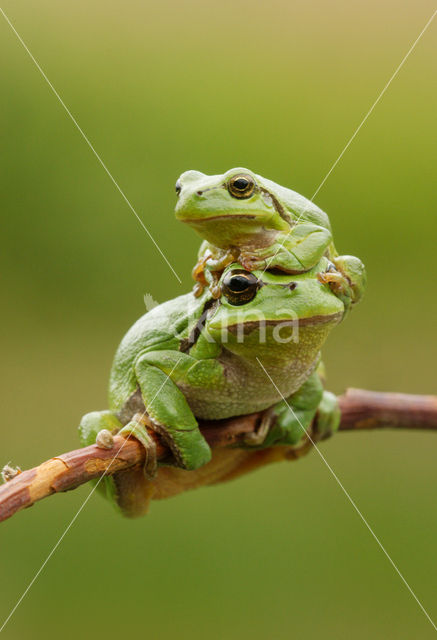 Europese boomkikker (Hyla arborea)