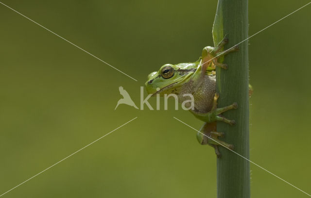Europese boomkikker (Hyla arborea)