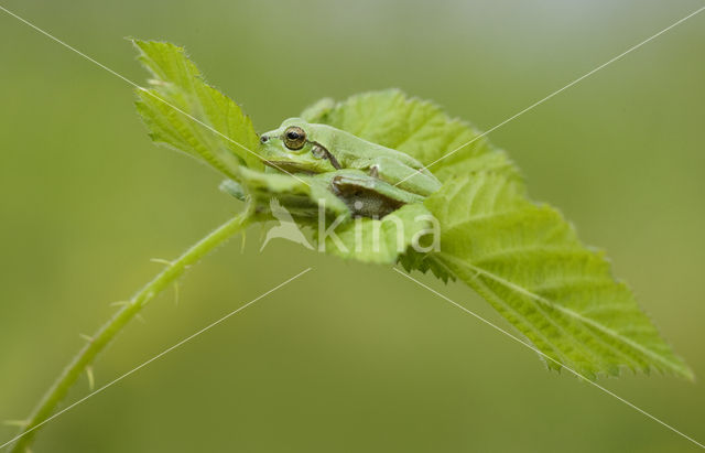 Europese boomkikker (Hyla arborea)