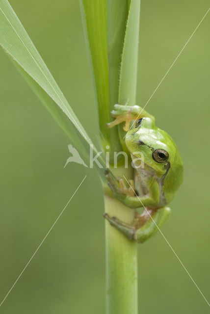 Europese boomkikker (Hyla arborea)