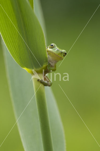 European Tree Frog (Hyla arborea)