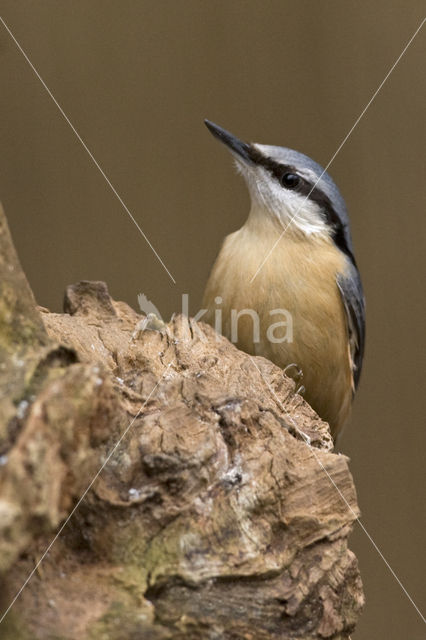 Europese Boomklever (Sitta europaea)