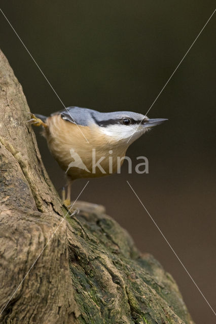 Eurasian Nuthatch (Sitta europaea)