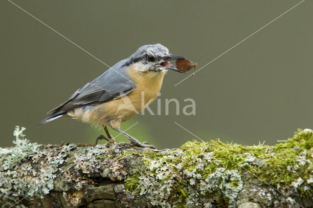 Europese Boomklever (Sitta europaea)