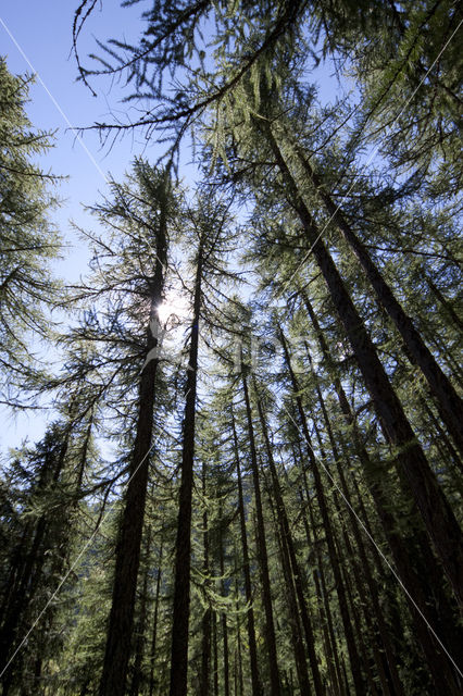 European Larch (Larix decidua)