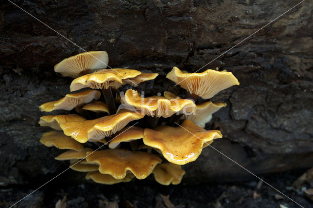 velvet shank (Flammulina velutipes)