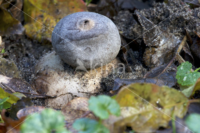 Earthstar (Geastrum coronatum)