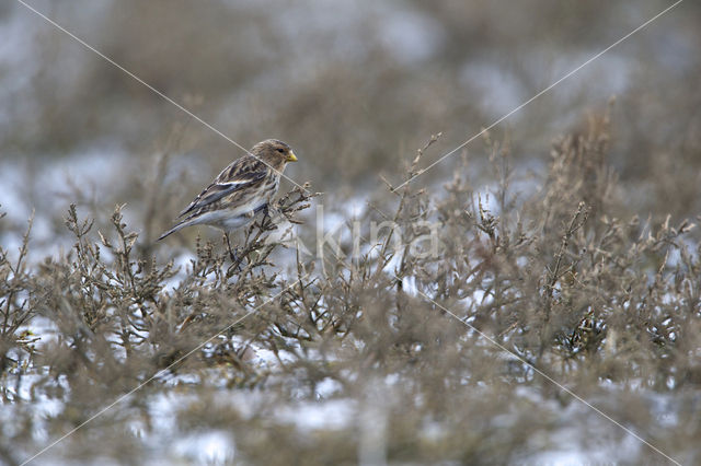 Twite (Carduelis flavirostris)