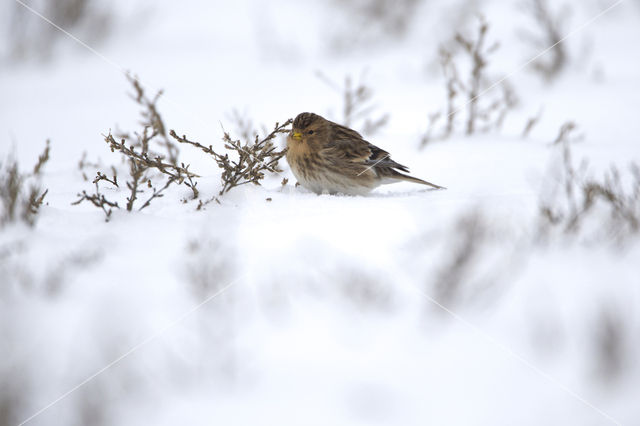 Frater (Carduelis flavirostris)