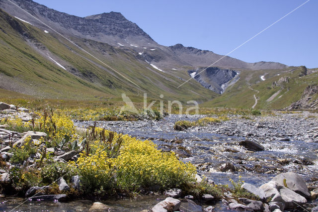 Gele bergsteenbreek (Saxifraga aizoides)