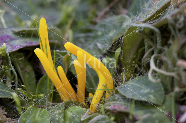 Gele knotszwam (Clavulinopsis helveola)